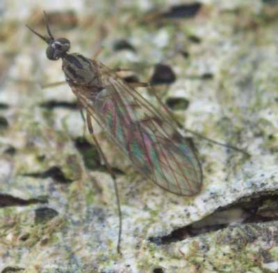 Anisopodidae: Sylvicola (Anisopus) punctatus (female) (2) Anisopodidae: Sylvicola (Anisopus) punctatus (female) (2)