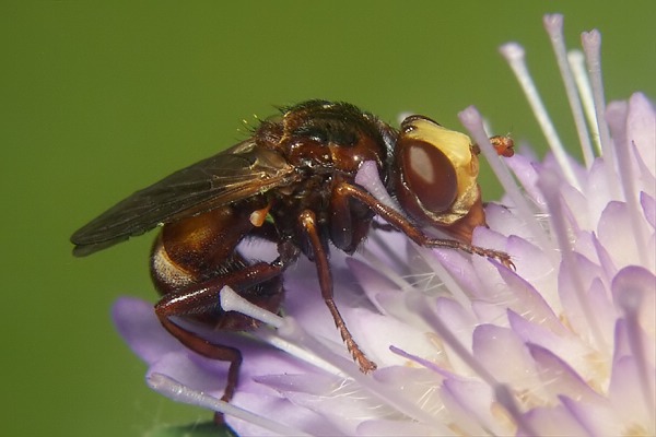 0241-dip-conopidae-sicus-ferrugineus-male-schweinfurt-090605.jpg