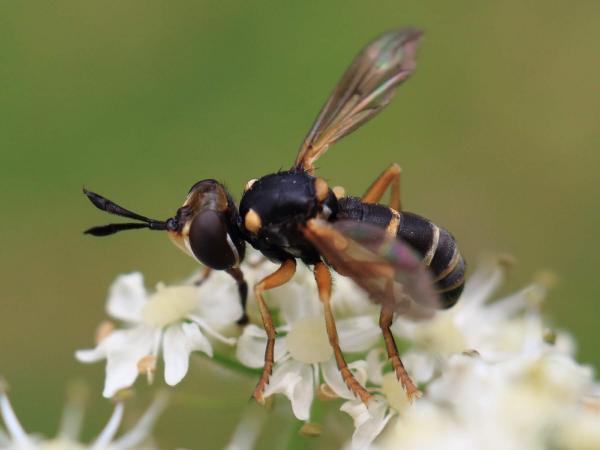 abrachyglossum_capitatum52.jpg