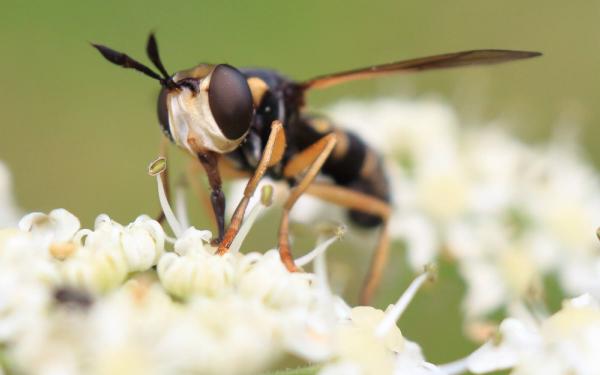 abrachyglossum_capitatum55.jpg