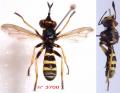 conops-flavipes-male_t1.gif