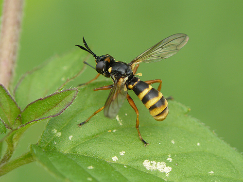 conopsquadrifasciatus.jpg