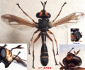 physocephala-forum_t1.gif