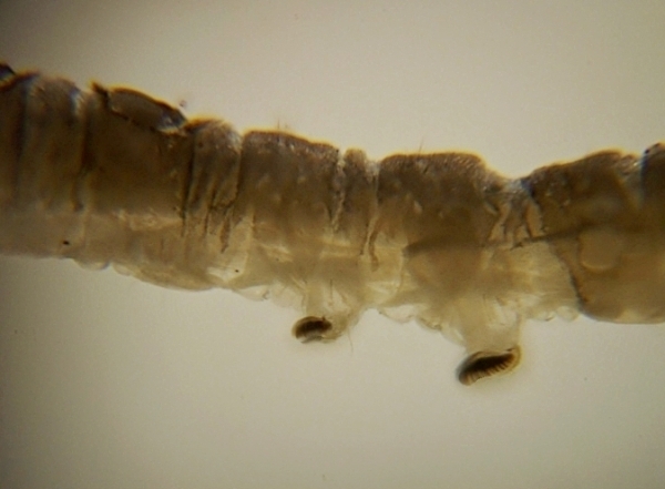 dixa_dilatata_larva3.jpg