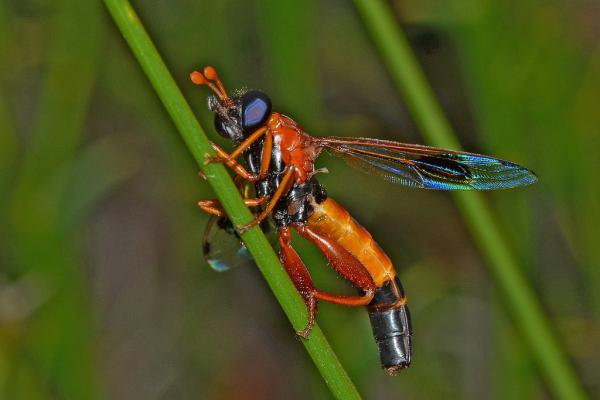 miltinus_maculipennis.jpg