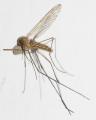 20110419_mosquito_k5_0442_t1.jpg