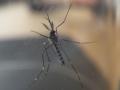 20150909_143619_aedes_21808_m_t1.jpg