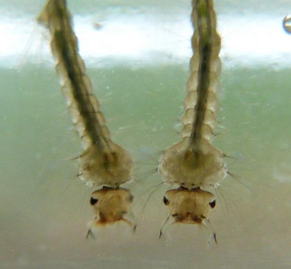 culexpipienslarvae.jpg