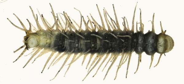 phalacrocera_replicata_larva_800.jpg