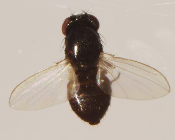 meoneura_sp_female_2.jpg