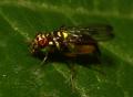 poecilomyia_longicornis_mg_8999_t1.jpg