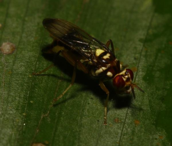 poecilomyia_longicornis_mg_9695.jpg