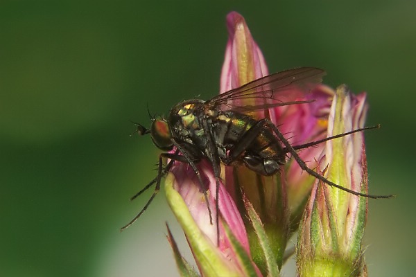 2020-dip-dolichopodidae-dolichopus-picipes-male-groednerjoch-240706.jpg