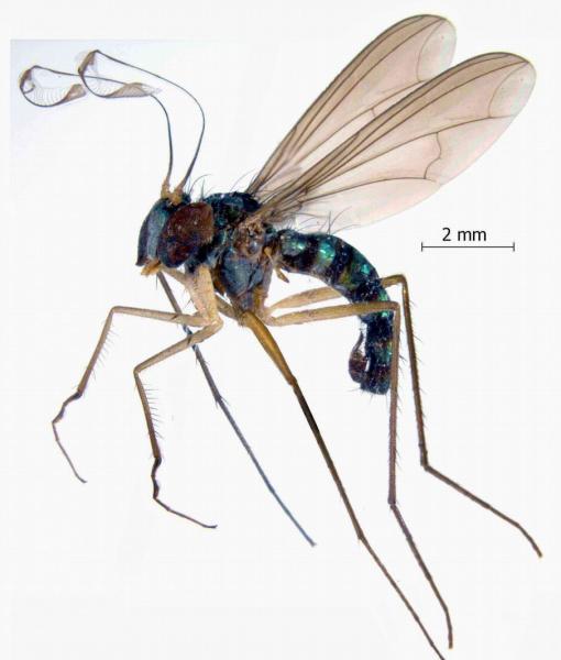 chrysosoma_bequaerti_liberia.jpg