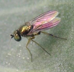 chrysotus_cilipes.jpg