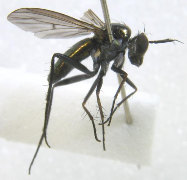 dolichopididae.jpg