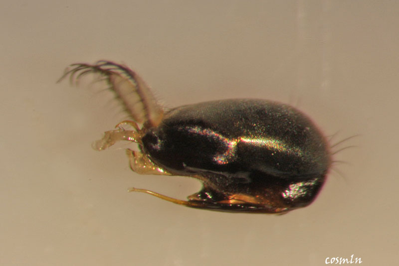 Dolichopodidae (inc. former Microphoridae): Dolichopus plumipes (male) (3) Dolichopodidae (inc. former Microphoridae): Dolichopus plumipes (male) (3)