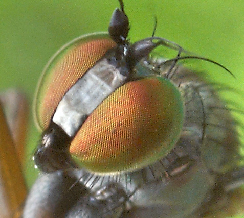 dolichopus_ungulatus_head.jpg