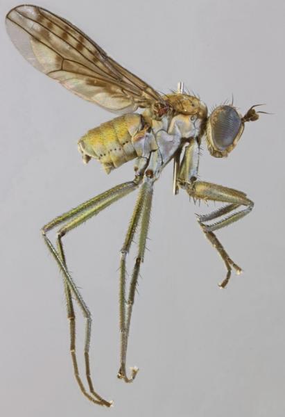 scellus_notatus_1.jpg