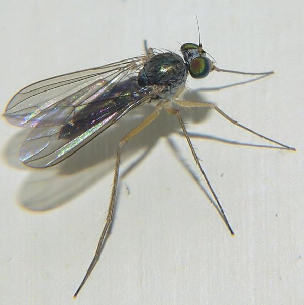 sciapus_platypterus.jpg