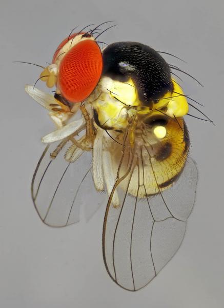 drosoacletoxenus_formosus.jpg