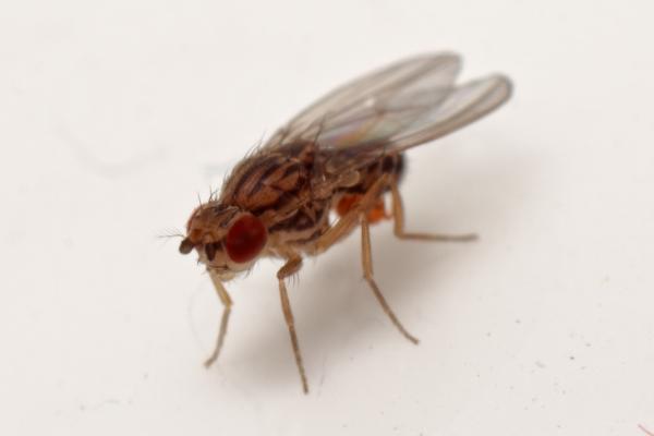 drosophila-busckii-kw-2010.jpg