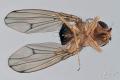 drosophila_immigrans_3-5_t1.jpg