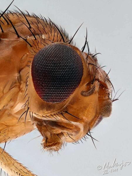 drosophila_immigrans_4-5.jpg