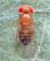 drosophila_melanogaster_t1.jpg