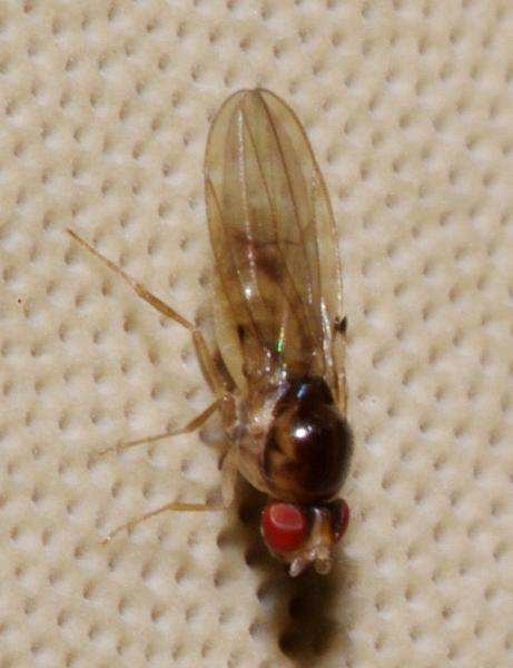 mycodrosophila_poecilogastra_2.jpg