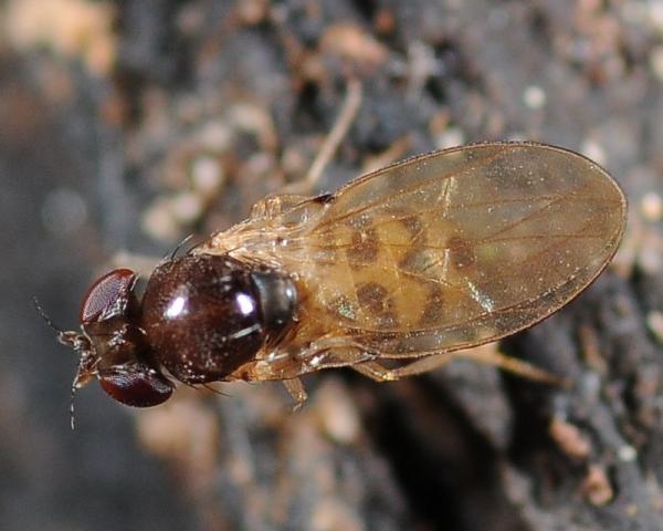 mycodrosophila.jpg