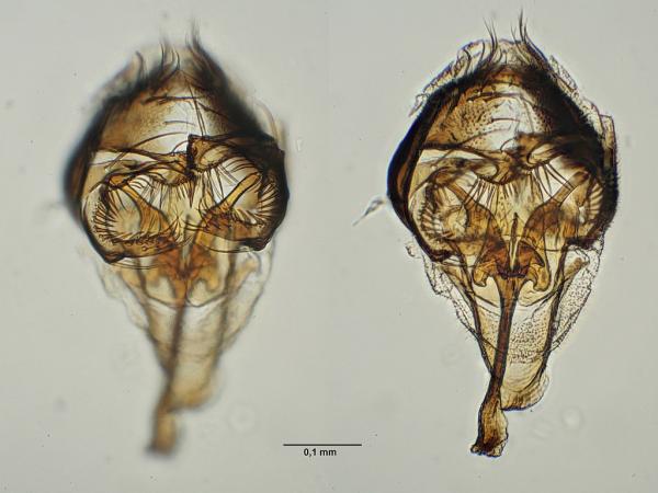 scaptomyza_pallida_epandrium.jpg