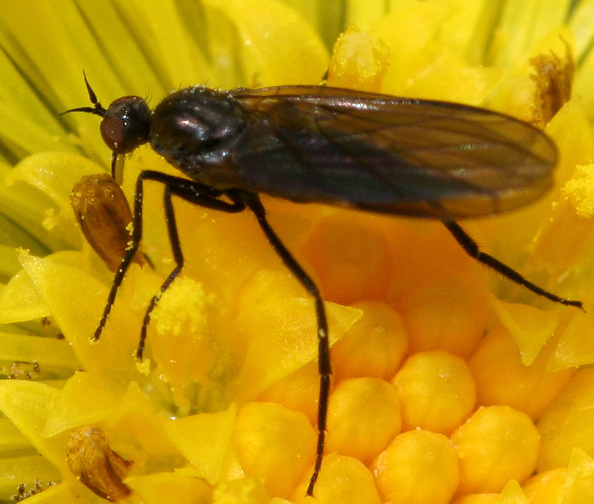 Empididae: Empis (Empis) hilariformis (female) (1)