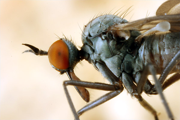 1873-1866-dip-empididae-rhamphomyia-marginata-grouf-100409.jpg