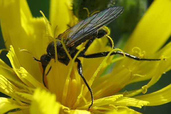 1893-1902-dip-empididae-empis-bistortae-langtaufertal-270706.jpg