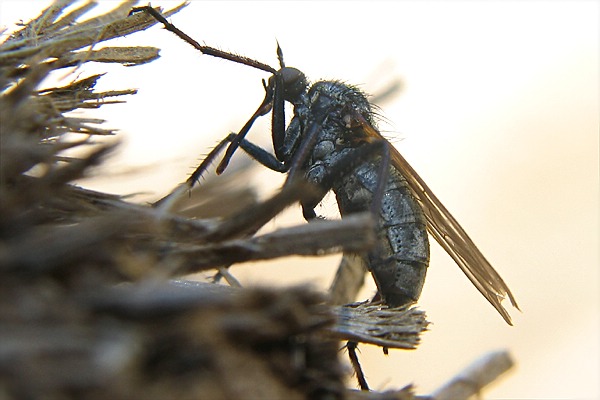 9348-9489-dip-empididae-empis-tesselatus-female-kalkstein-160706.jpg