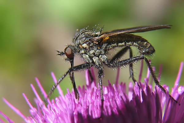 9348-dip-empididae-empis-tesselatus-male-kalkstein-160706.jpg