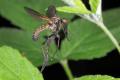 diptera-info_7328-raw_t1.jpg