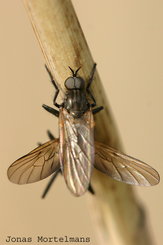 empidae2dipt.jpg