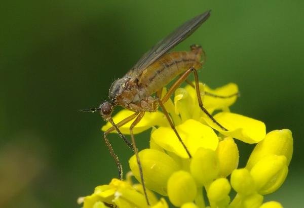 empididae.jpg