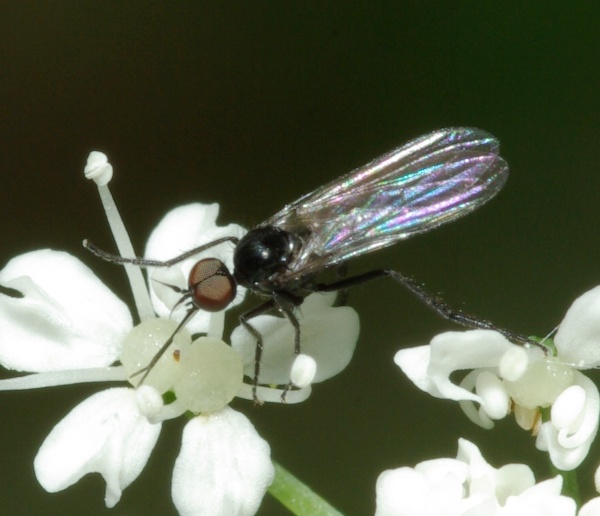 empis_empis_levis_male_1.jpg