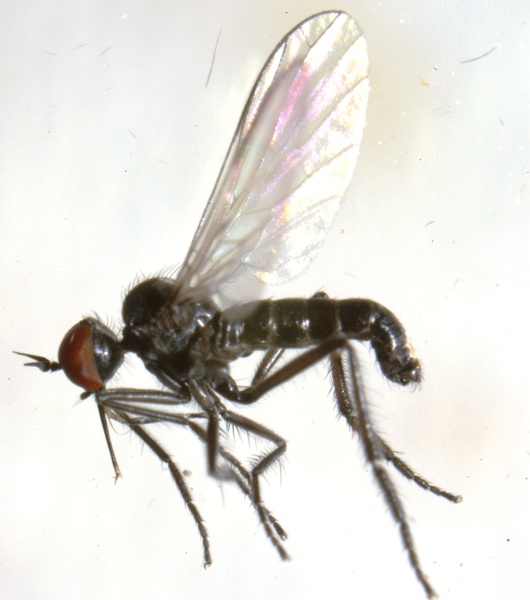 empis_empis_levis_male_2.jpg