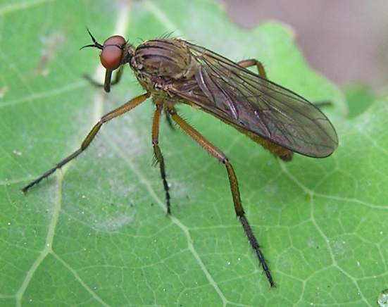 empis_livida.jpg