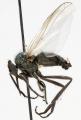 empis_nigripes_jf09-0740_t1.jpg