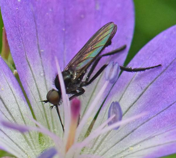 empis_pennipes2.jpg