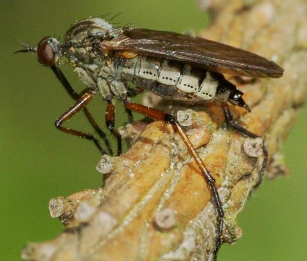 empis_polyblepharis_opaca_cf_female.jpg