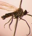 empis_t1_4.jpg