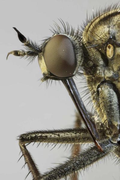 empis_tessellata_1.jpg