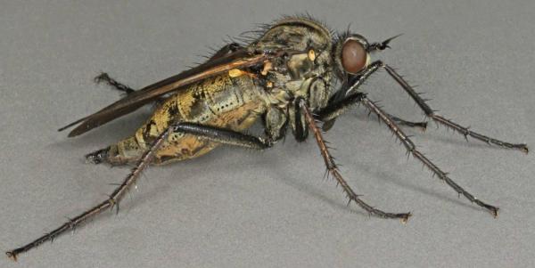 empis_tessellata.jpg