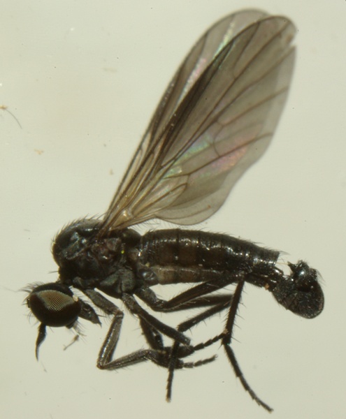 hilara_cornicula_male_2.jpg